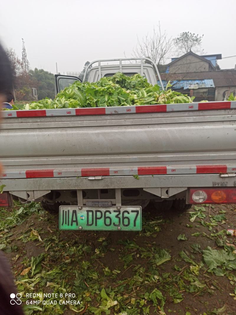 儿菜（广汉向阳）10亩地好货。