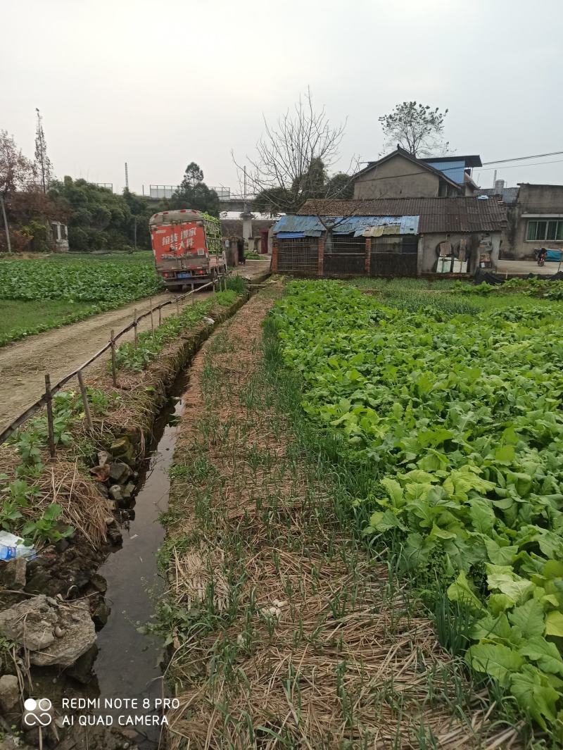 儿菜（广汉向阳）10亩地好货。