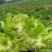 儿菜（广汉向阳）10亩地好货。