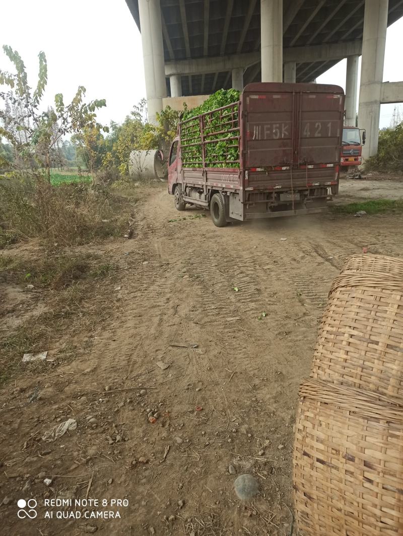 儿菜（广汉向阳）10亩地好货。