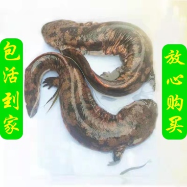 商品娃娃鱼批发大鲵养殖活体，支持全国发货，量大从优