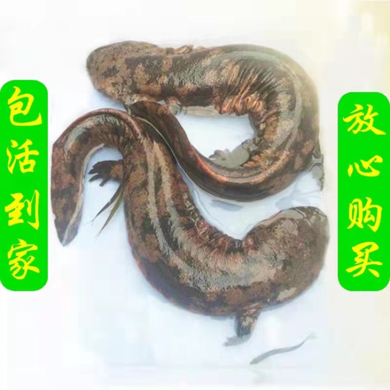 商品娃娃鱼批发大鲵养殖活体，支持全国发货，量大从优