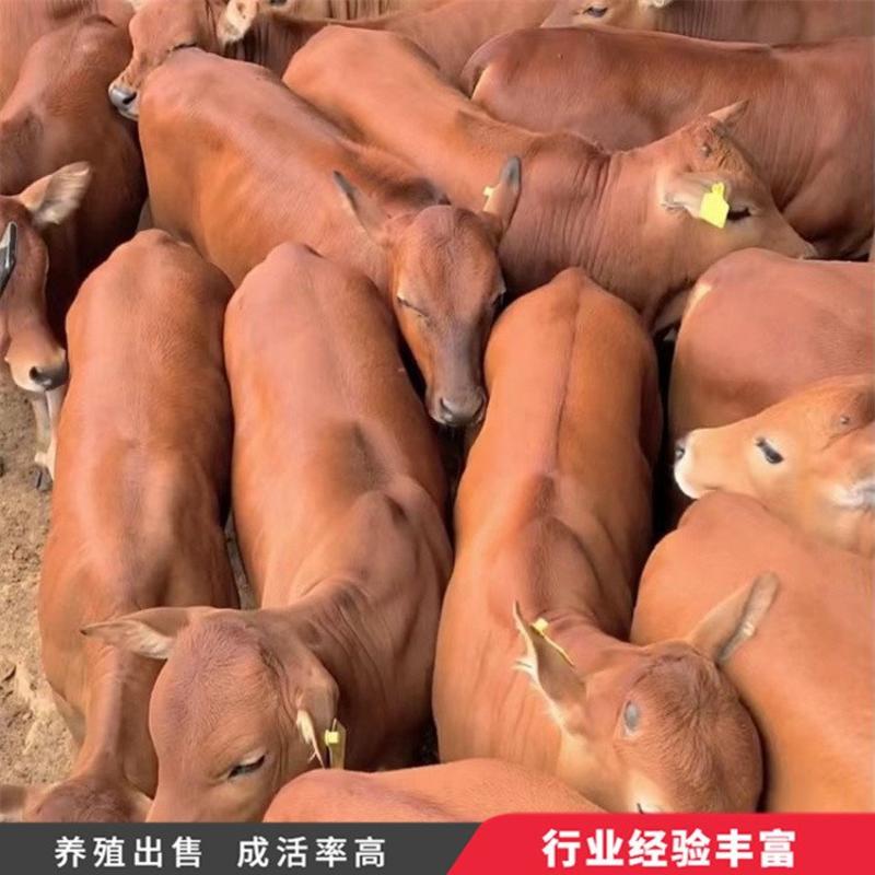 厂家直销黄牛犊肉牛犊鲁西小黄牛包成活包技术