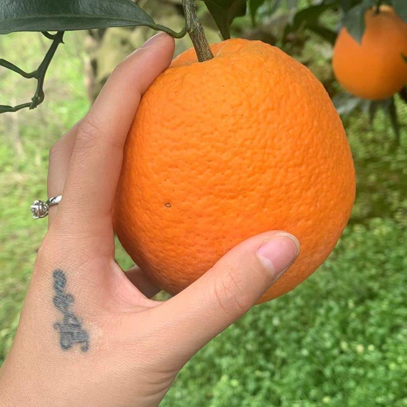 精品脐橙纽荷尔长虹九月橙子产地直供一手货源果大味甜