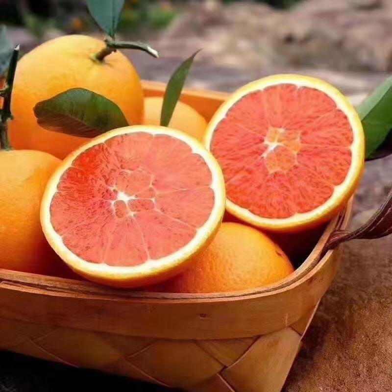 精品脐橙纽荷尔长虹九月橙子产地直供一手货源果大味甜