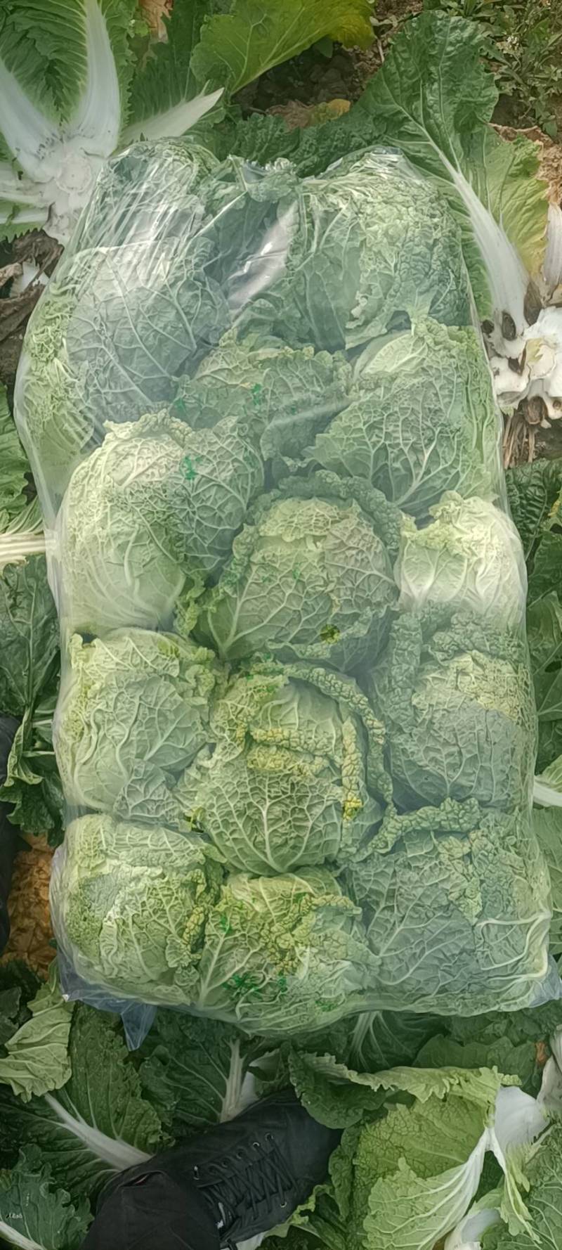 湖南万亩矮颗黄心大白菜3斤到7斤，基地直供