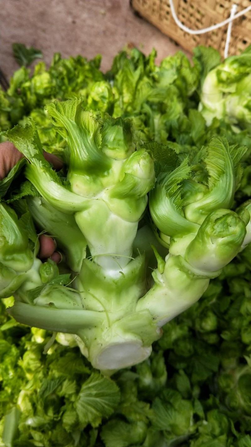 儿菜，质量好，青秀，量大每天可装五万斤以上