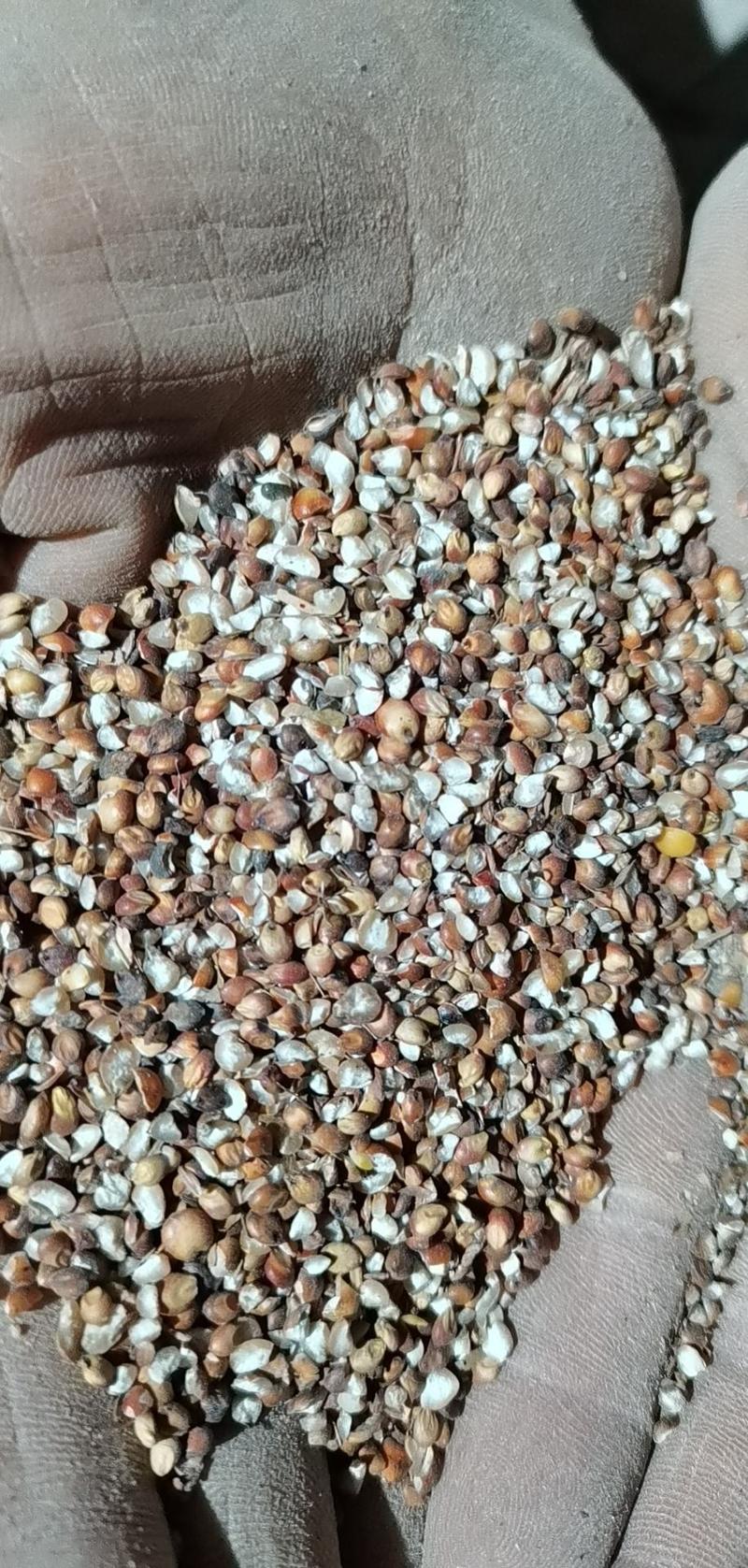 碎米高粱碎米饲料原料高粱碎米厂家直供。货源稳定