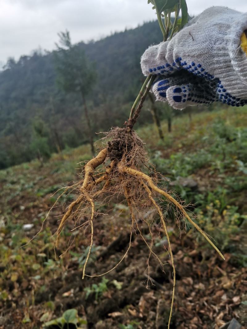 虎杖苗、驯化高产，基地直销，精心培育、优质品种