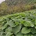 虎杖苗、驯化高产，基地直销，精心培育、优质品种