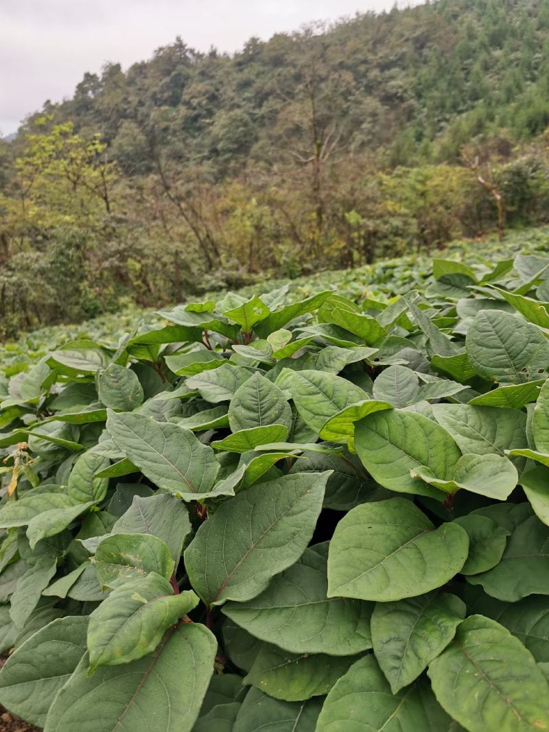 虎杖苗、驯化高产，基地直销，精心培育、优质品种