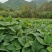 虎杖苗、驯化高产，基地直销，精心培育、优质品种