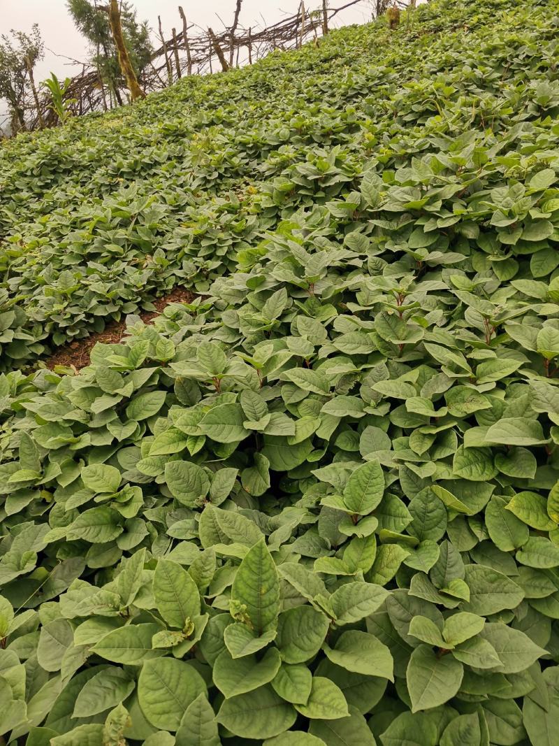 虎杖苗、驯化高产，基地直销，精心培育、优质品种