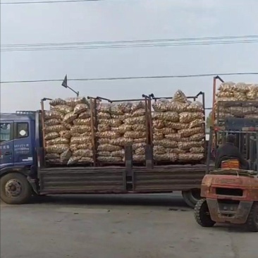 ：库薯荷兰十五土豆（袋装）
