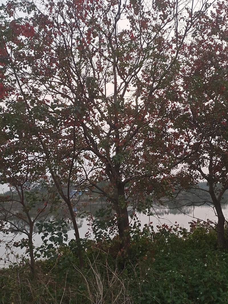乌桕