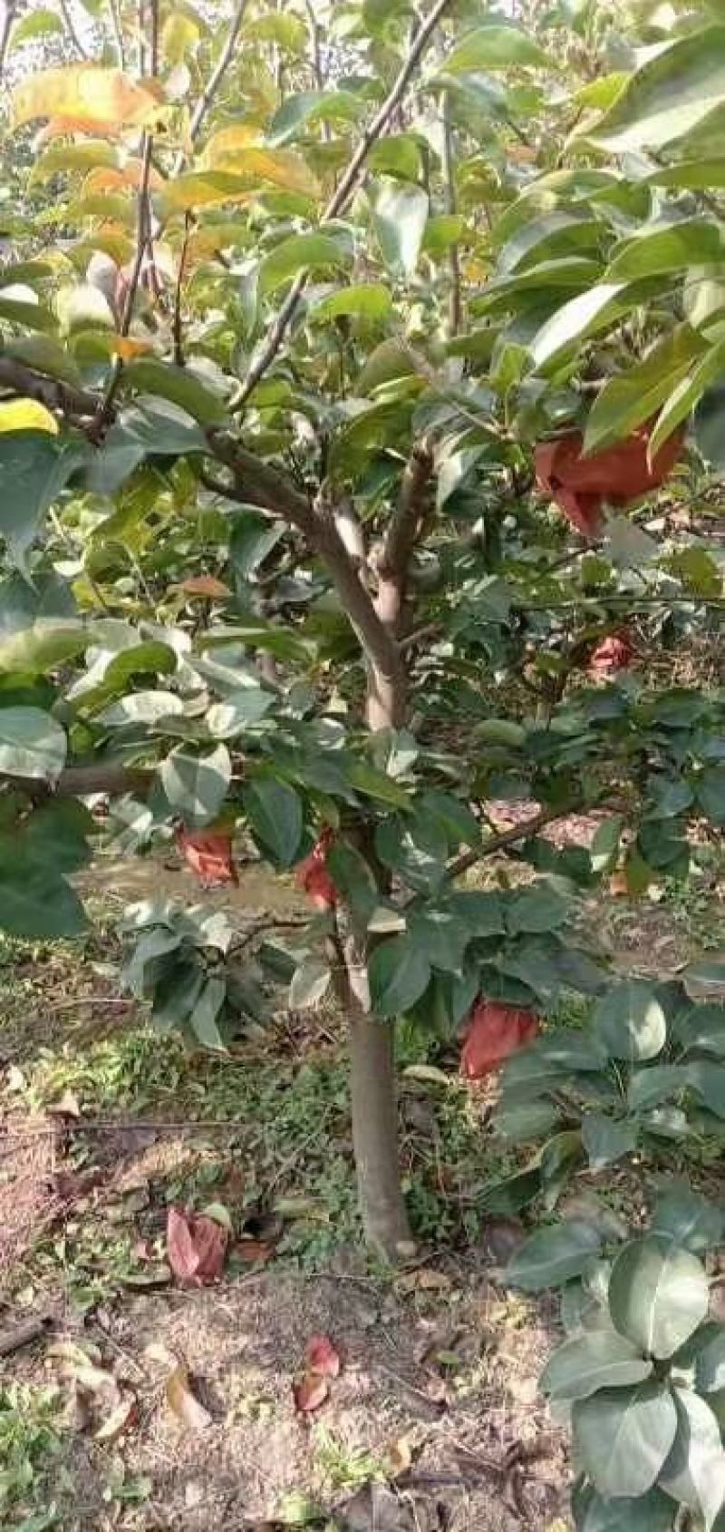 馆陶县.金磊果品.供应.各种.占地.梨树苗.量大.
