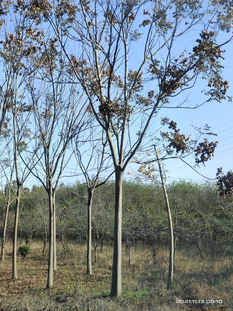 栾树，大量直销(各种规格黄山栾树.南栾)