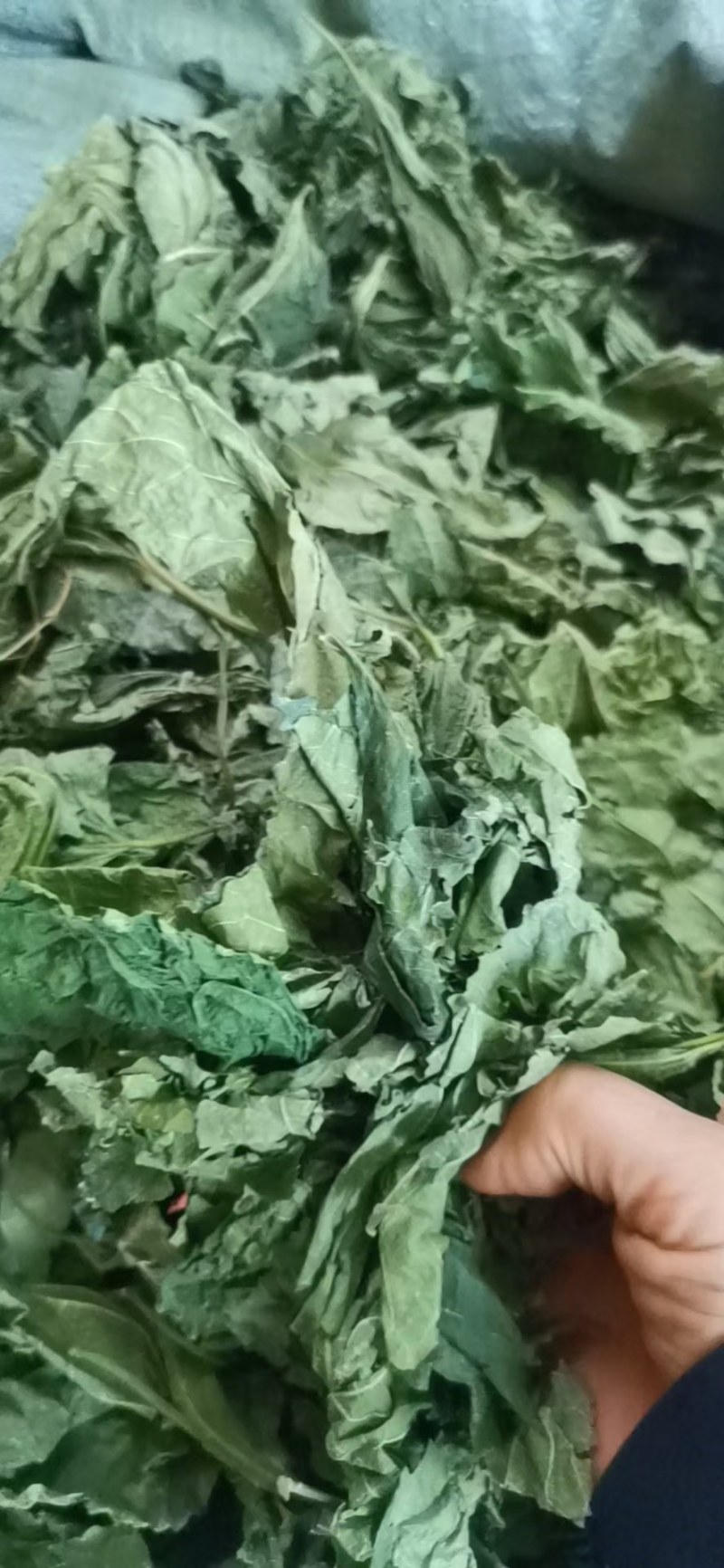 桑叶，中药材桑叶