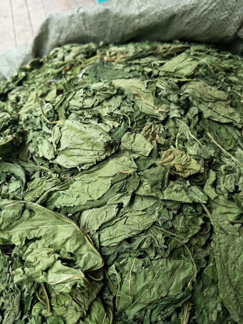桑叶，中药材桑叶