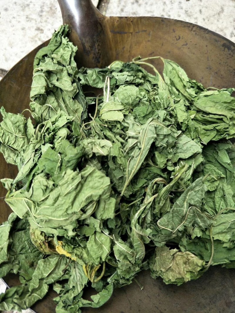 桑叶，中药材桑叶