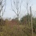 栾树，大量直销(各种规格黄山栾树.南栾)