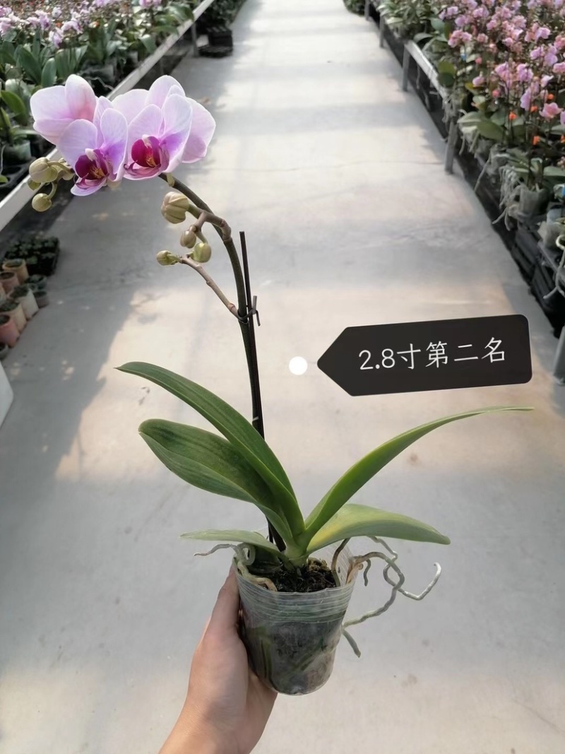 蝴蝶兰盆花产地直销优惠多多欢迎咨询