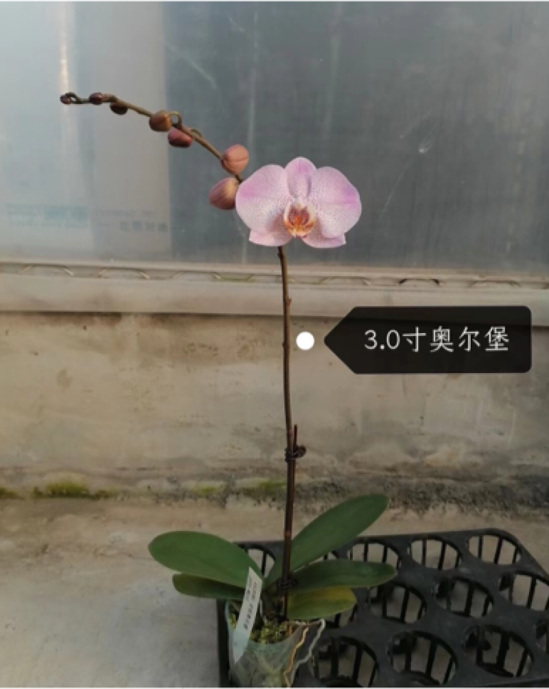 蝴蝶兰盆花产地直销优惠多多欢迎咨询