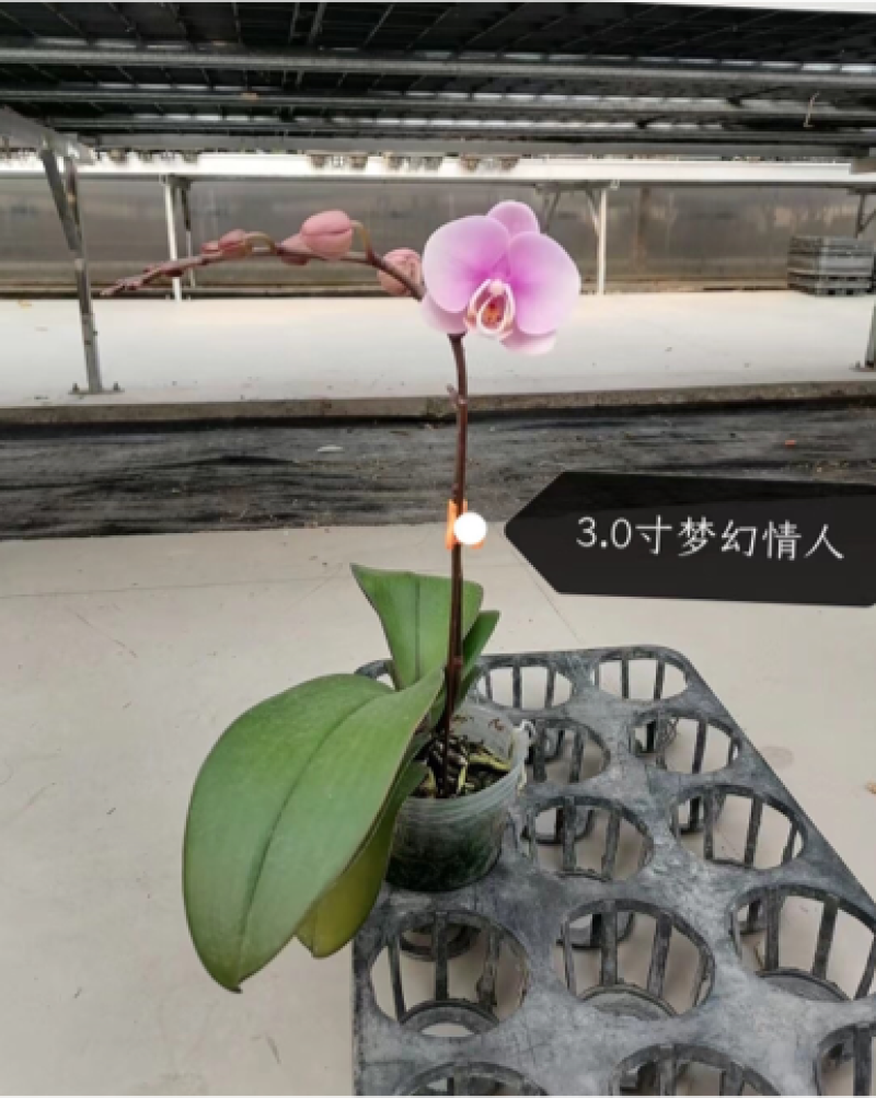 蝴蝶兰盆花产地直销优惠多多欢迎咨询