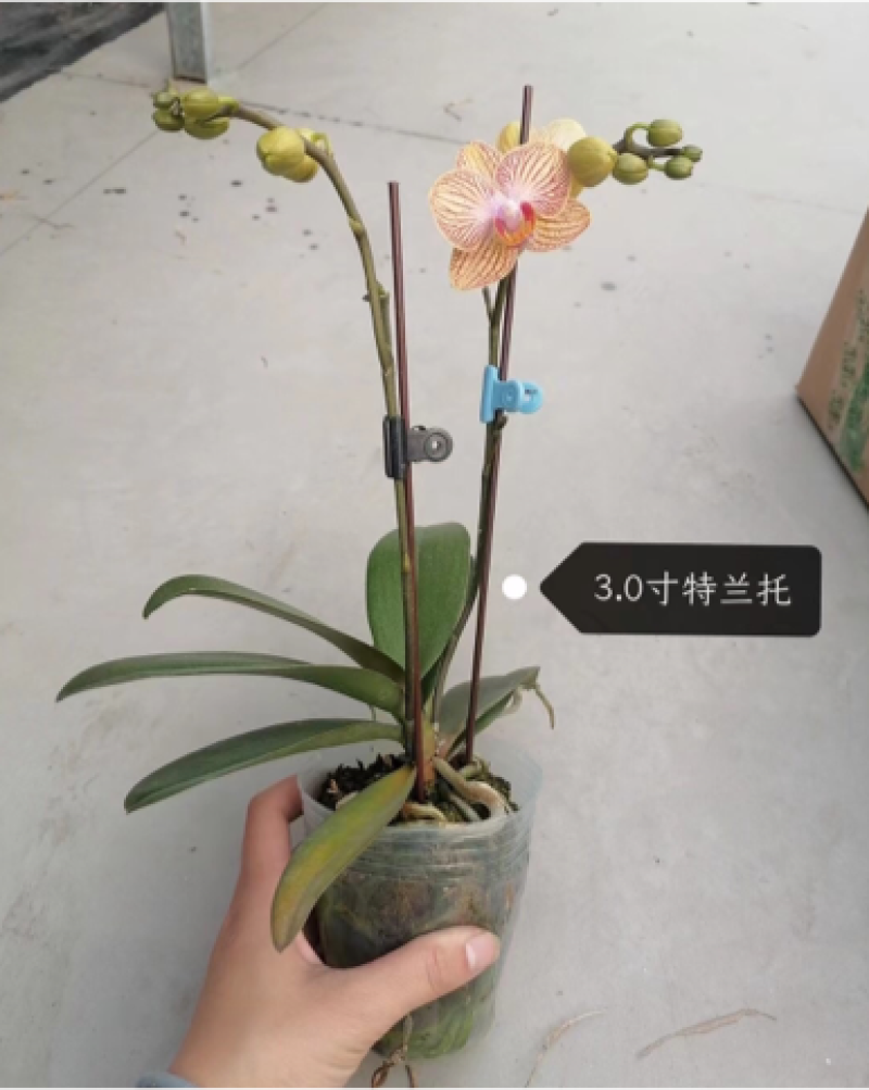 蝴蝶兰盆花产地直销优惠多多欢迎咨询