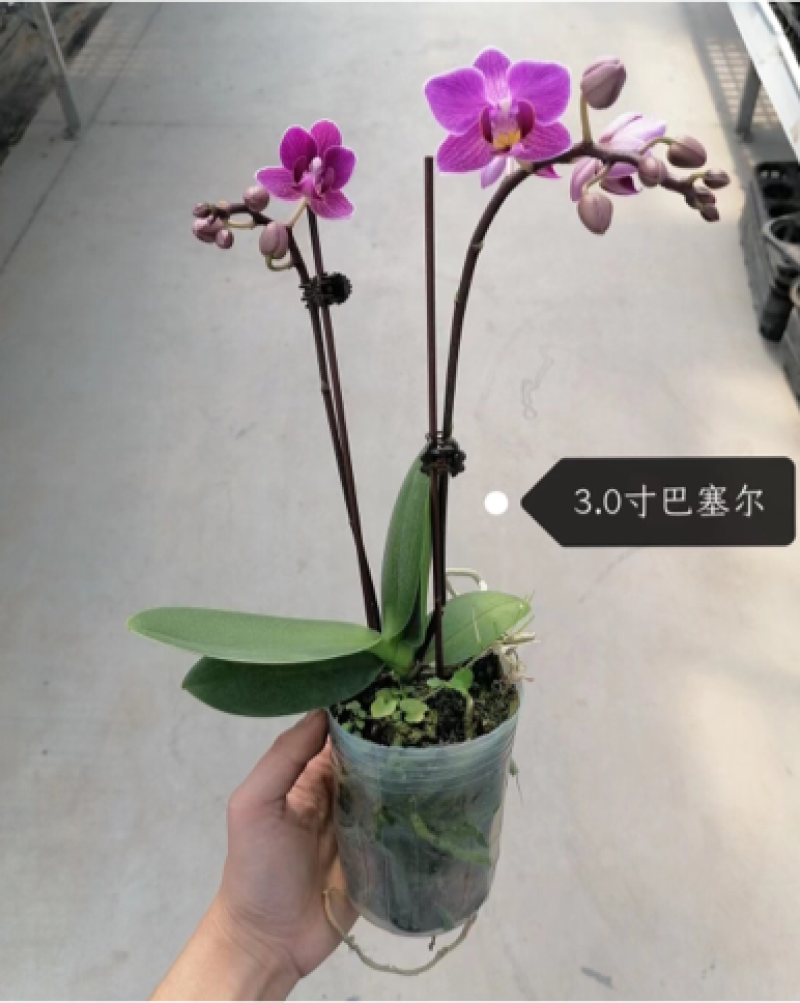 蝴蝶兰盆花产地直销优惠多多欢迎咨询