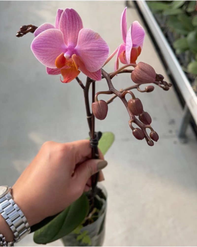 蝴蝶兰盆花产地直销优惠多多欢迎咨询
