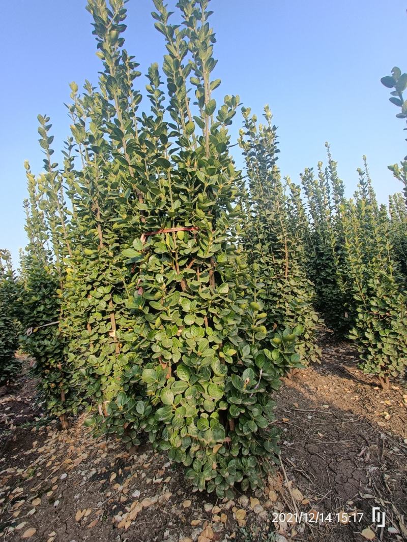 河南基地大量供应精品北海道黄杨篱笆苗1.5---2.5米