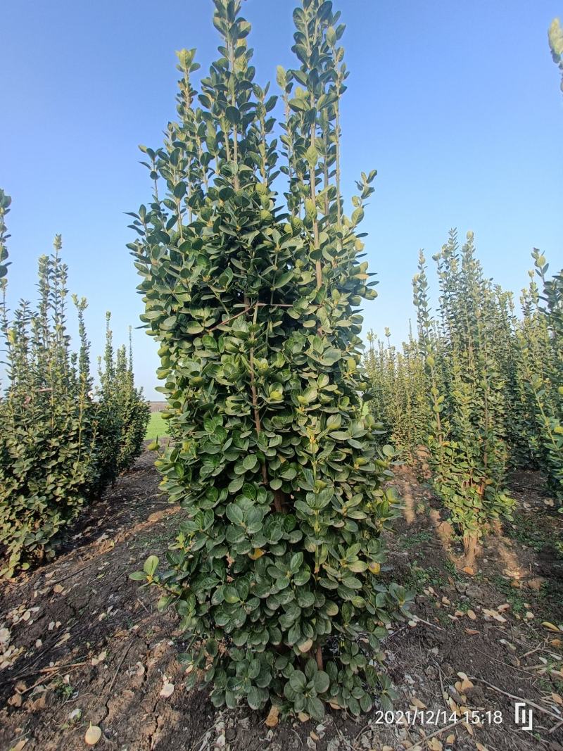 河南基地大量供应精品北海道黄杨篱笆苗1.5---2.5米