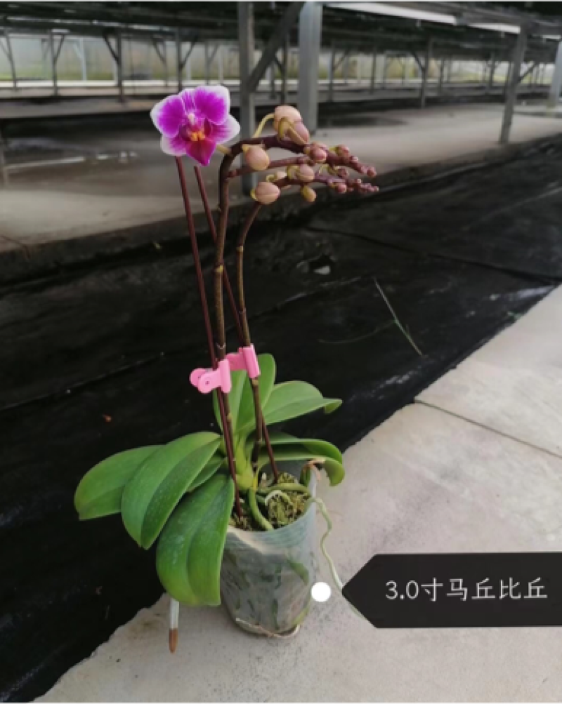 蝴蝶兰盆花产地直销优惠多多欢迎咨询