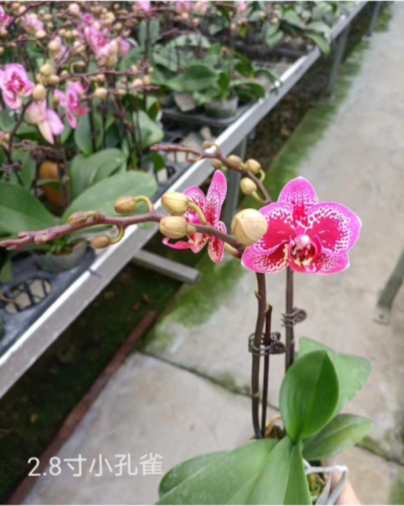蝴蝶兰盆花产地直销优惠多多欢迎咨询