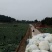 【精】四川资阳精品有机花菜大量上市价格低欢迎商家采购