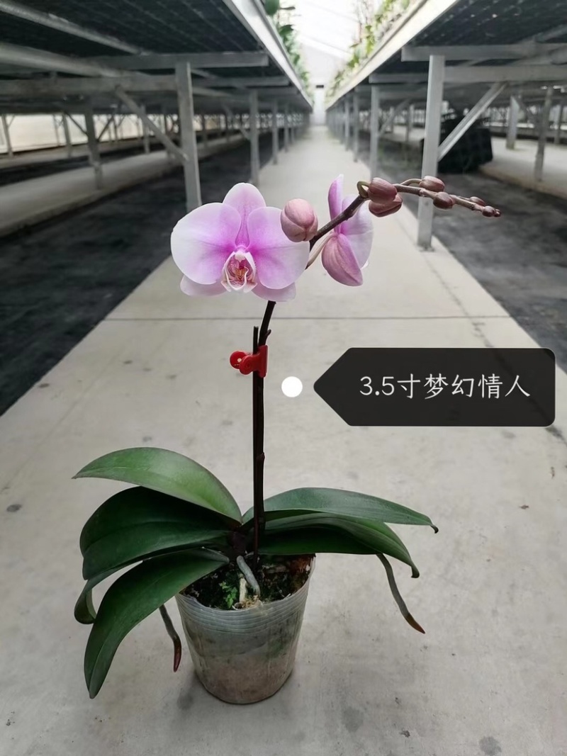 蝴蝶兰大花型适合组盆花色多多欢迎咨询