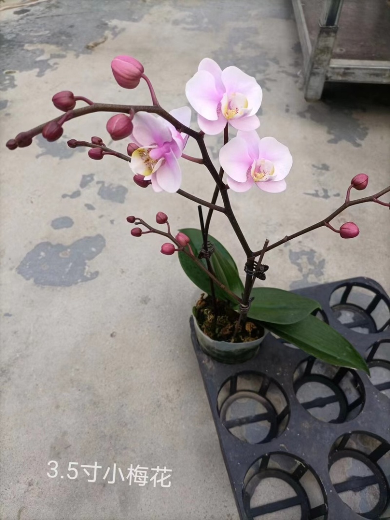 蝴蝶兰大花型适合组盆花色多多欢迎咨询