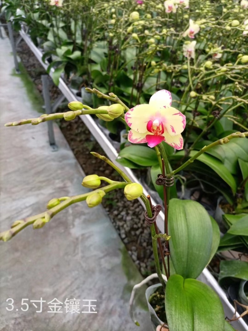 蝴蝶兰大花型适合组盆花色多多欢迎咨询