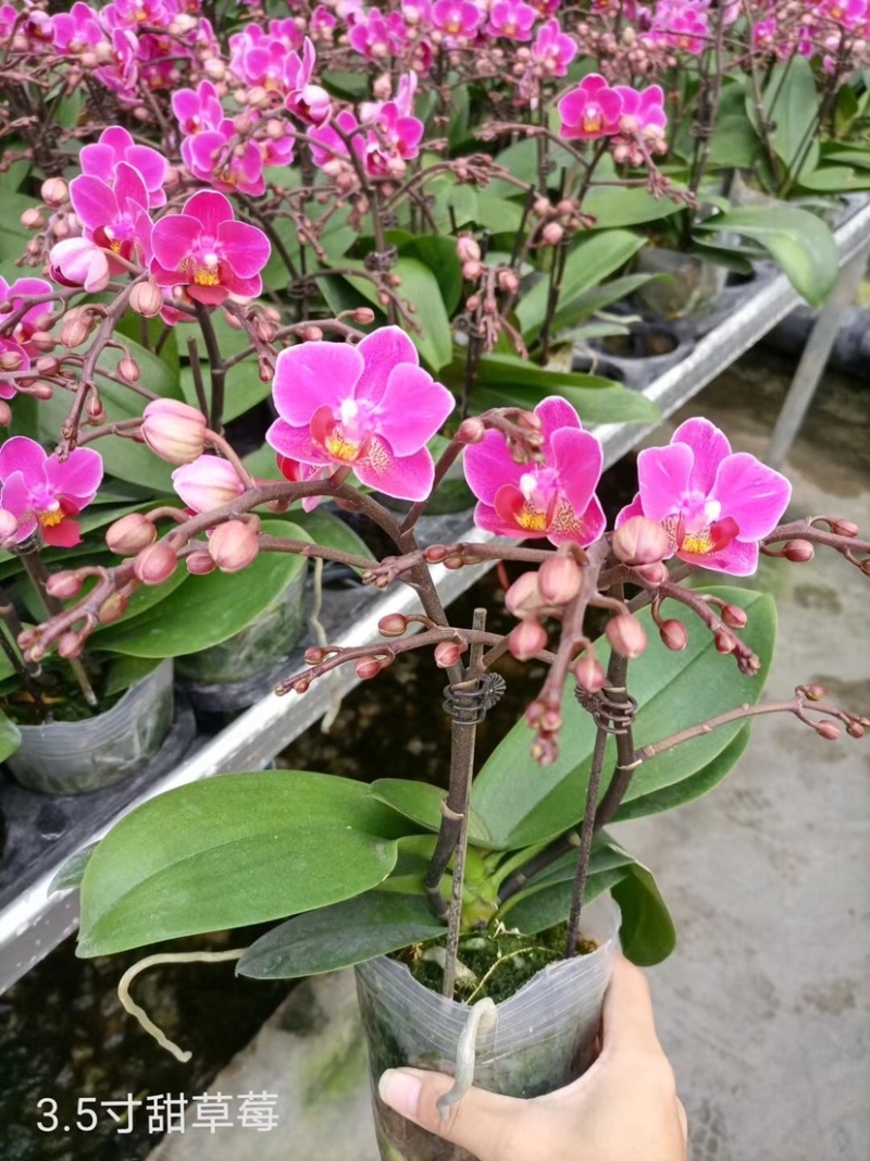 蝴蝶兰大花型适合组盆花色多多欢迎咨询
