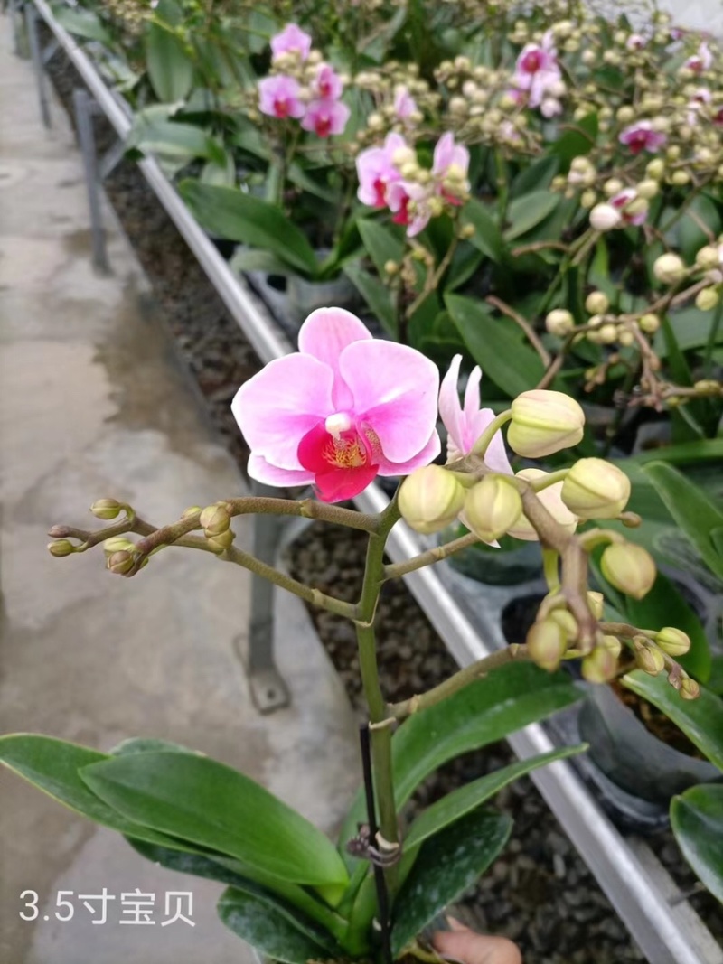 蝴蝶兰大花型适合组盆花色多多欢迎咨询
