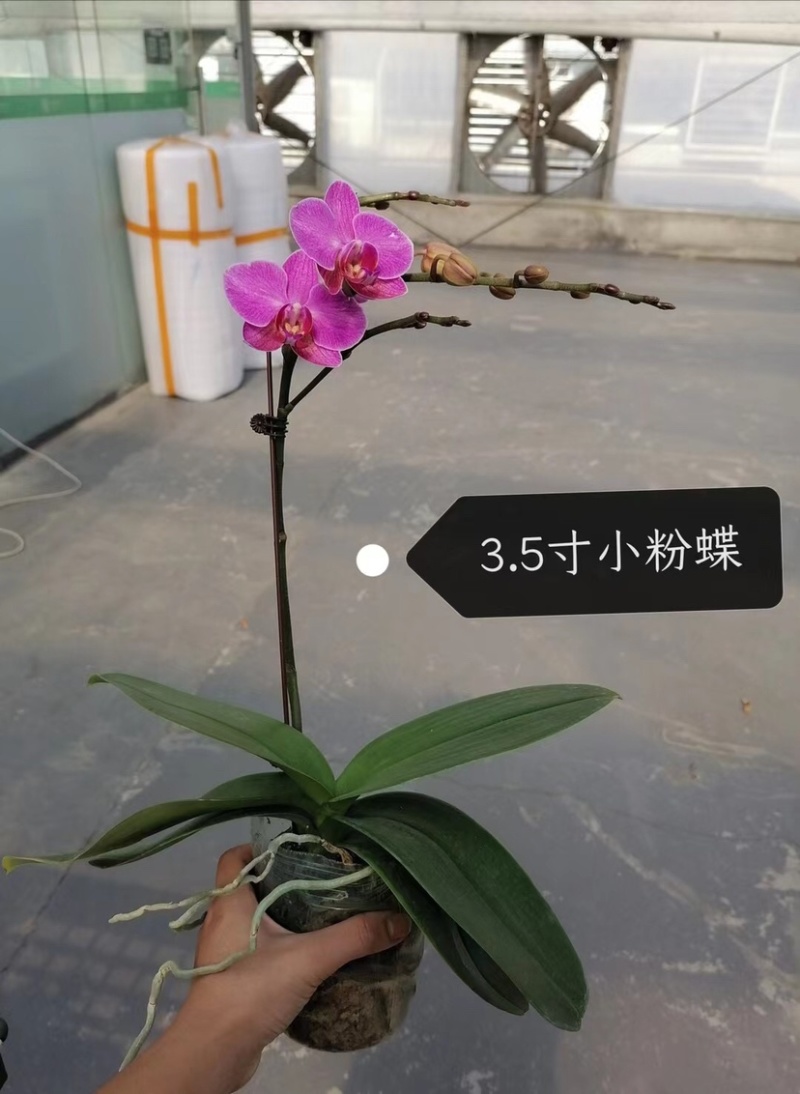 蝴蝶兰大花型适合组盆花色多多欢迎咨询