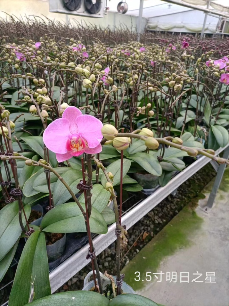 蝴蝶兰大花型适合组盆花色多多欢迎咨询