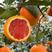 中华红橙农户一手货源现摘现发货对接市场商超电商