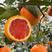 中华红橙农户一手货源现摘现发货对接市场商超电商