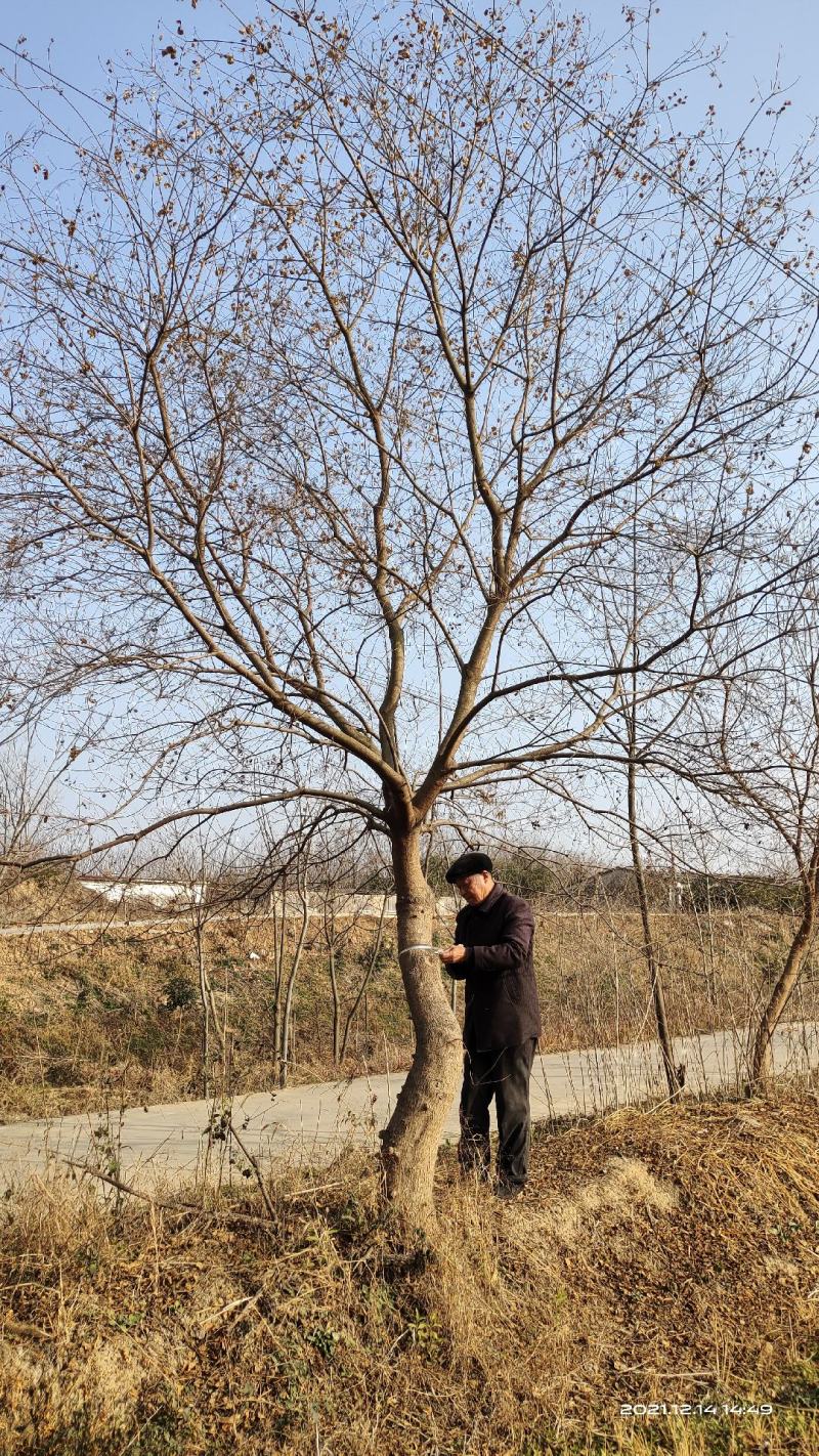 乌桕，乌桕树丛生乌桕树常年出售各种规格的乌桕