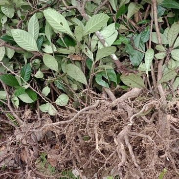小驳骨草，驳骨九节，小功劳。下单现采。