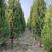 2米高度塔柏，绿篱及遮光品种，常绿灌木，成活率高