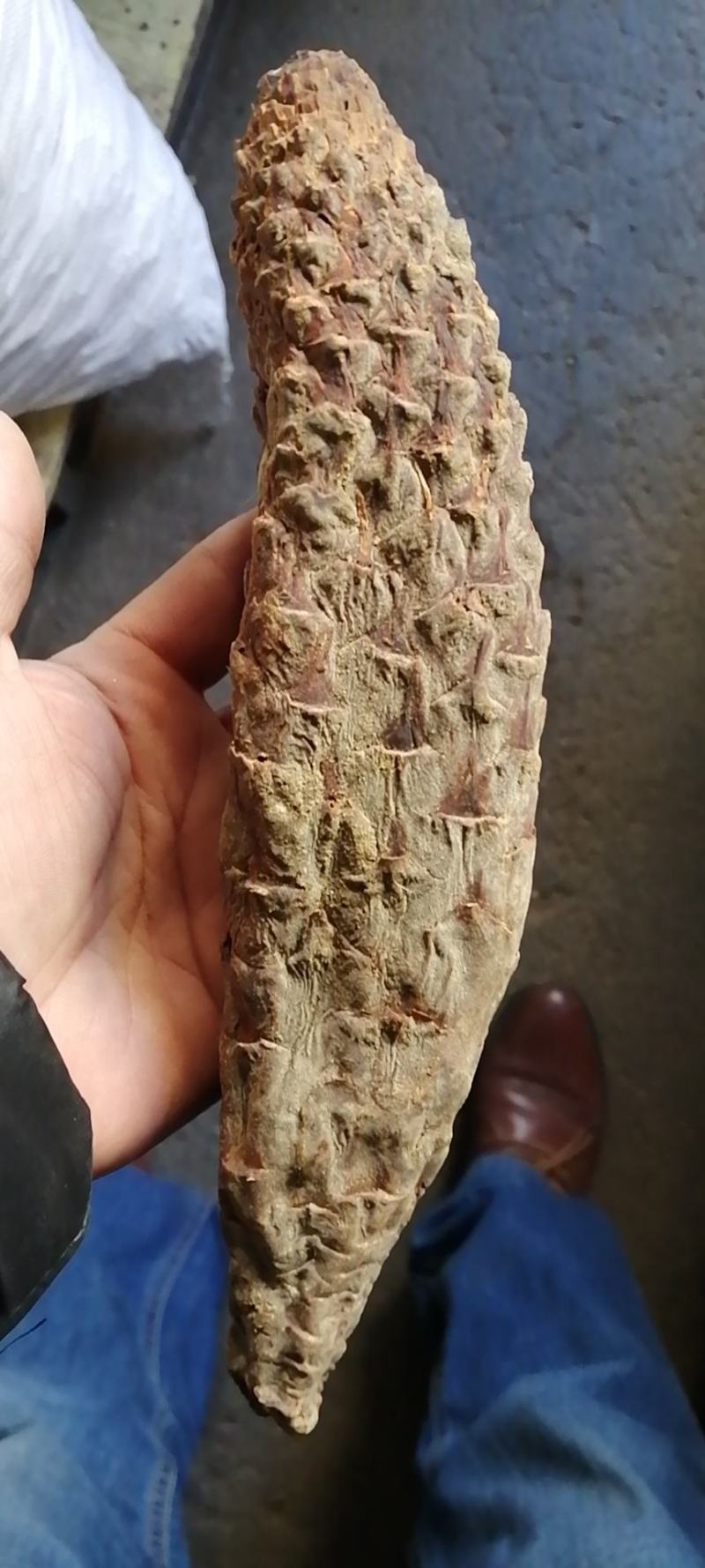 肉苁蓉肉苁蓉干货无硫药材不满意可退换货