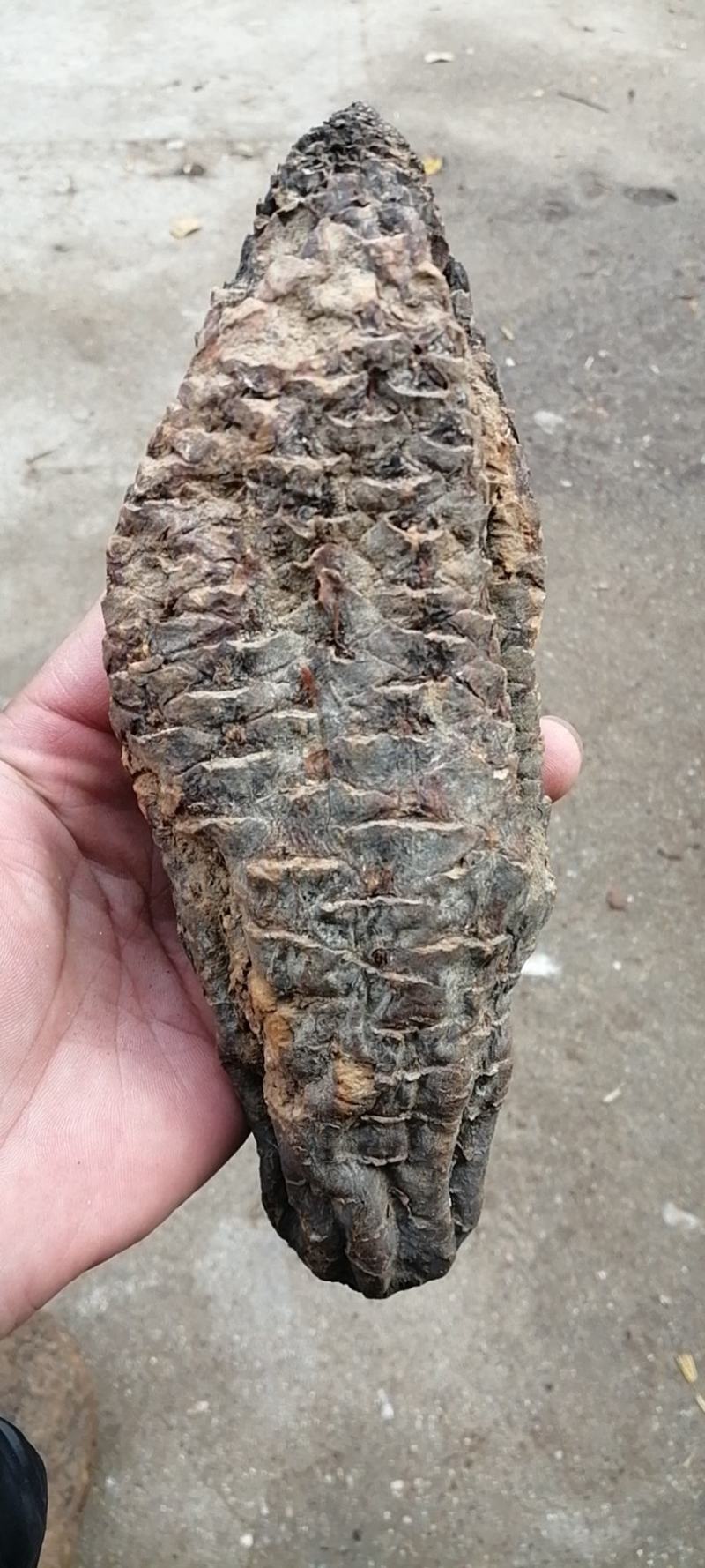 肉苁蓉肉苁蓉干货无硫药材不满意可退换货